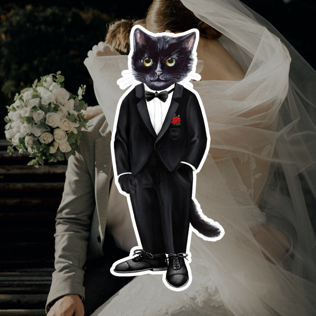 Groom Cat